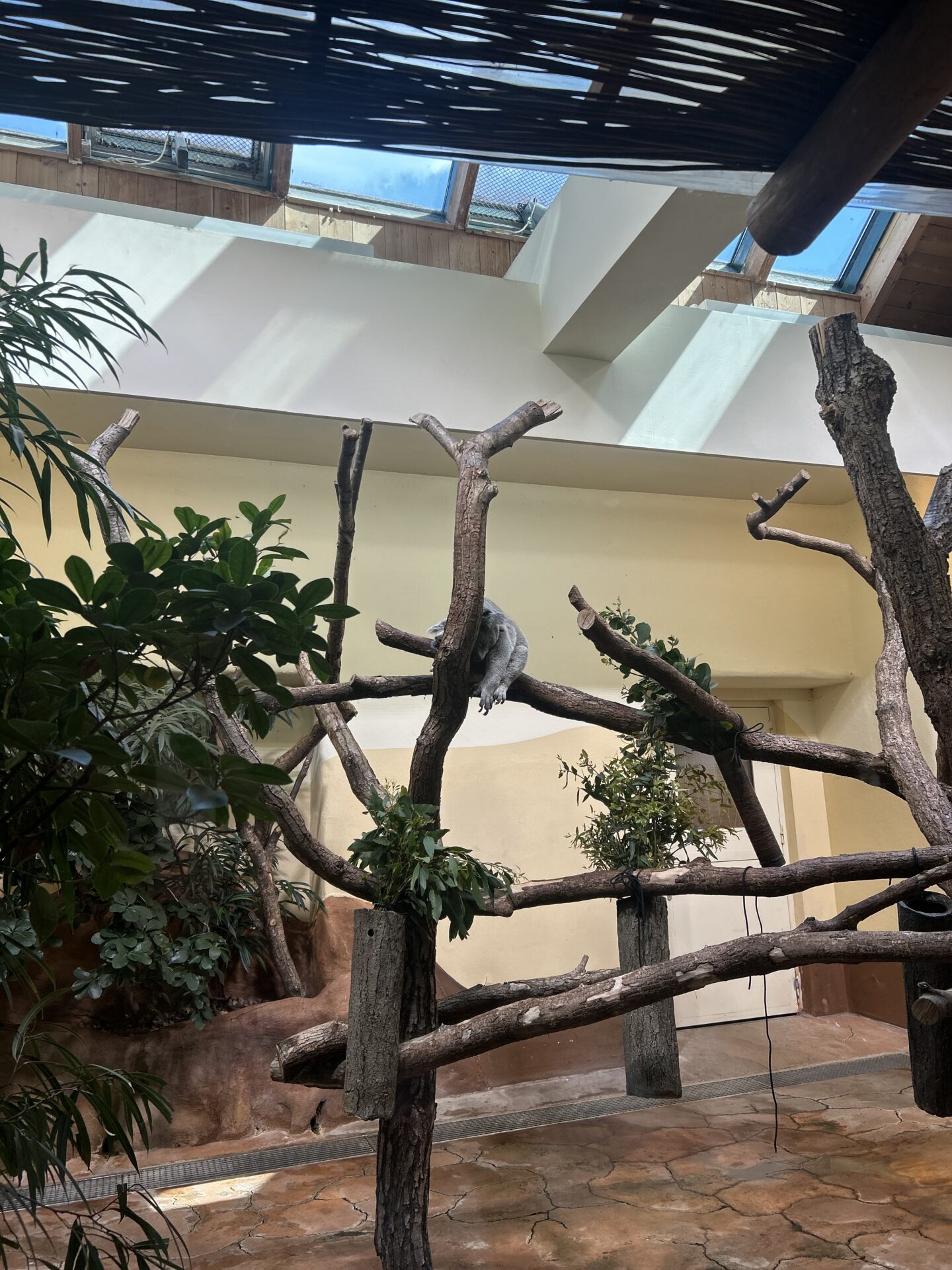 Schonbrunn
Palača
dunaj
Živalski vrt Dunaj
ZOO Dunaj